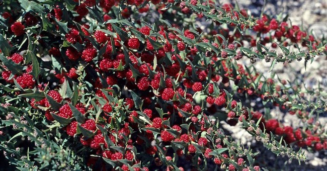 Chenopodium foliosum