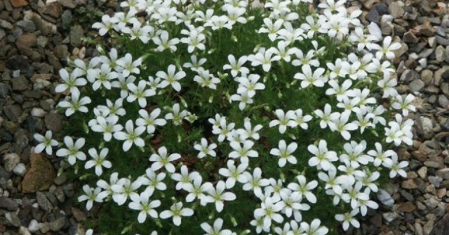 Saxifraga ciliata